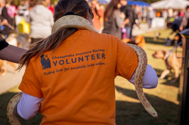 Volunteer holding a snake