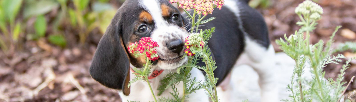 puppy sniffing a flower