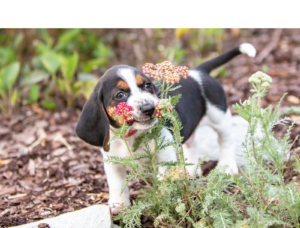 puppy sniffing a flower